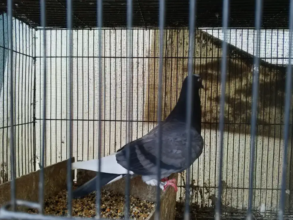 Burung dara bujang n anakan