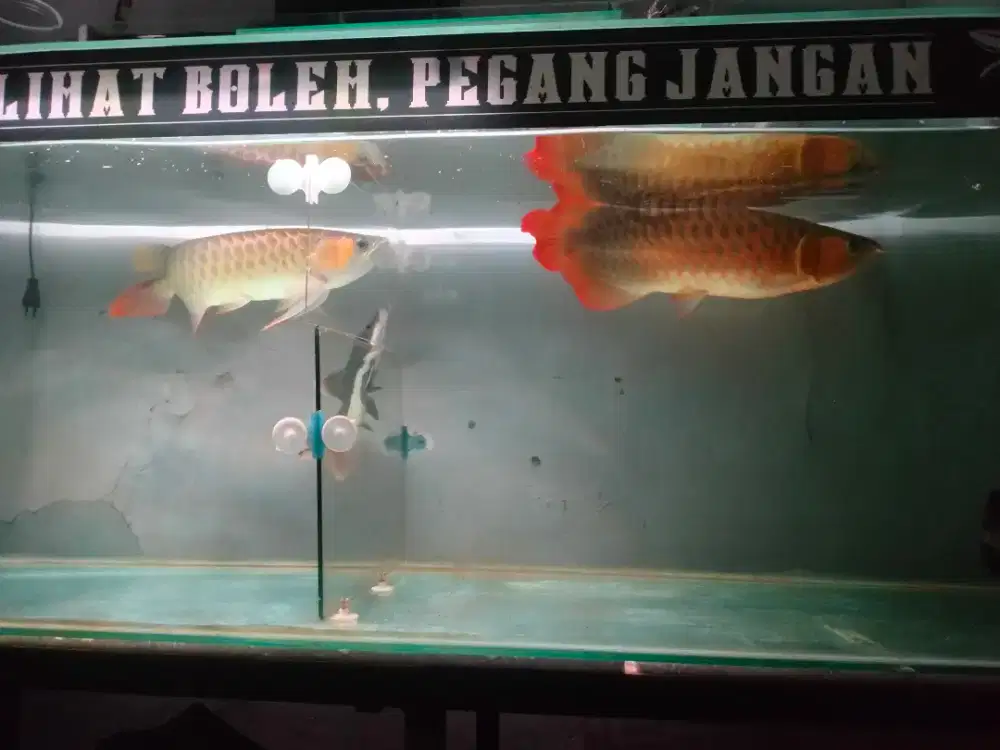 arwana super red +-40cm cantik