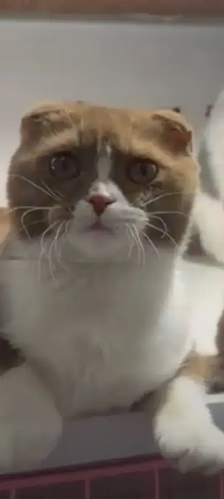 Kucing scootish fold bicolor cinnamon