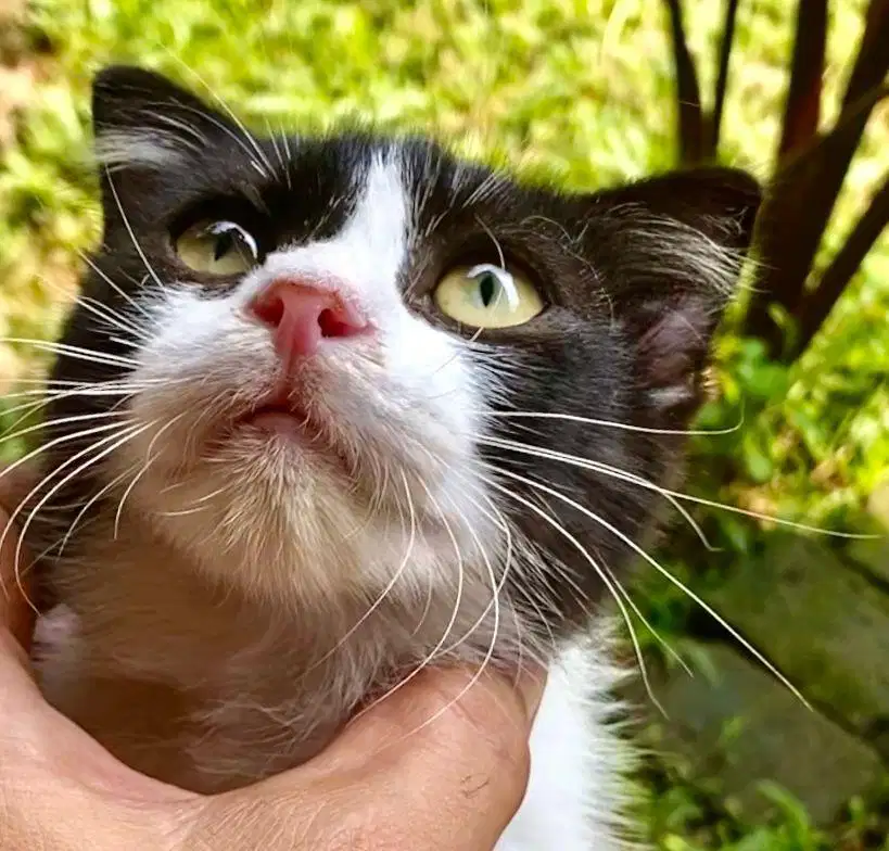 Sf scottish fold jantan