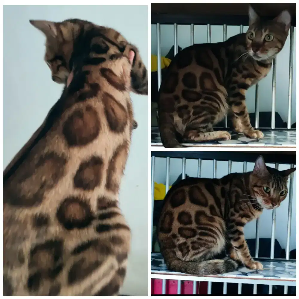 KUCING BETINA DEWASA PROVEN