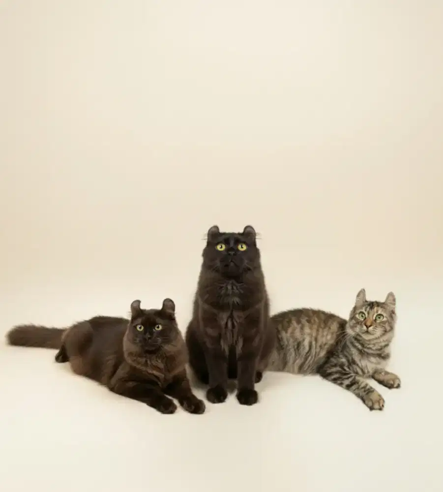 Kucing american curl / kitten acl / American curl / curl