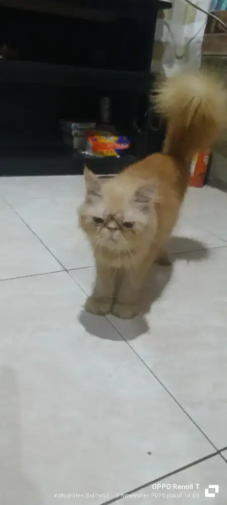 kucing peaknose