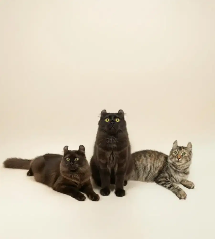 Kucing american curl / kitten acl / American curl / curl