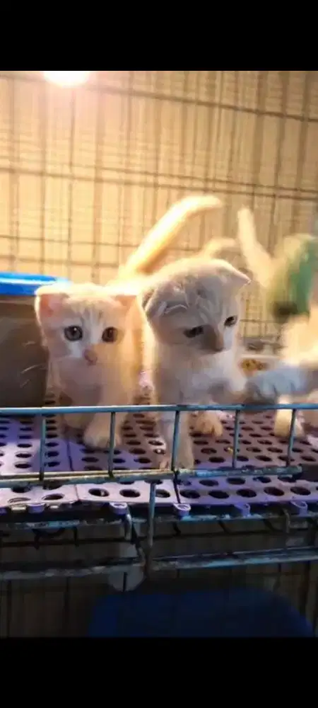 Kucing kitten scottish fold