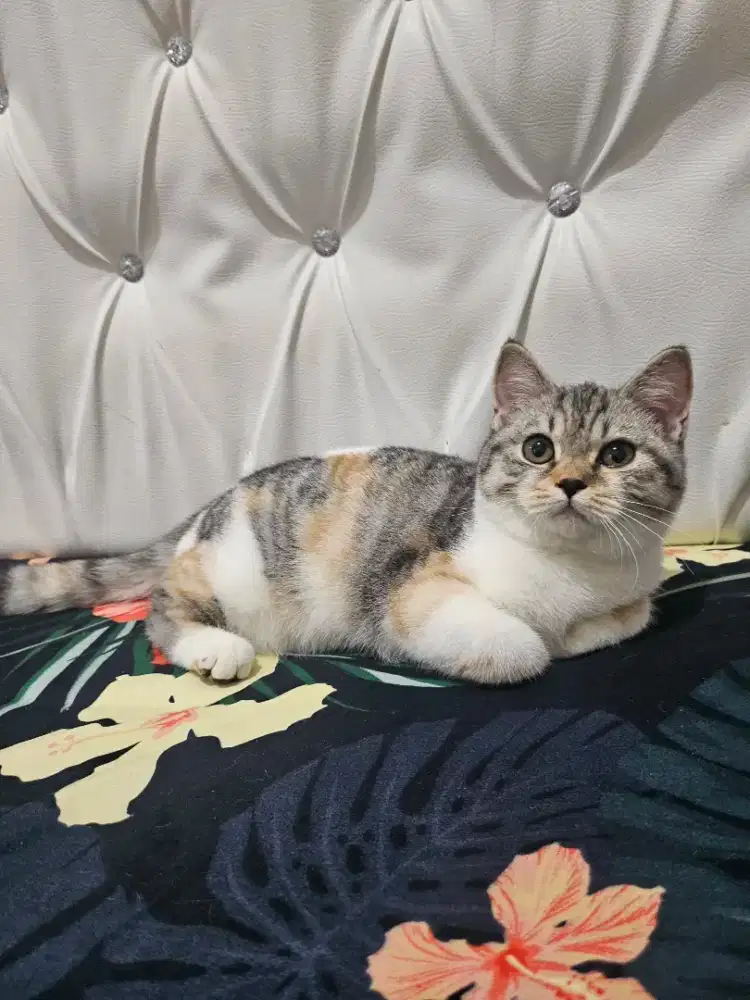 Britishshorthair betina