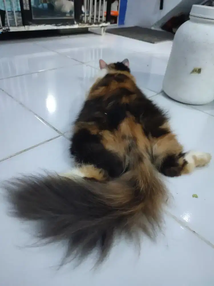 LA KUCING PERSIA BETINA FLATENOSE DEWASA CALICO
