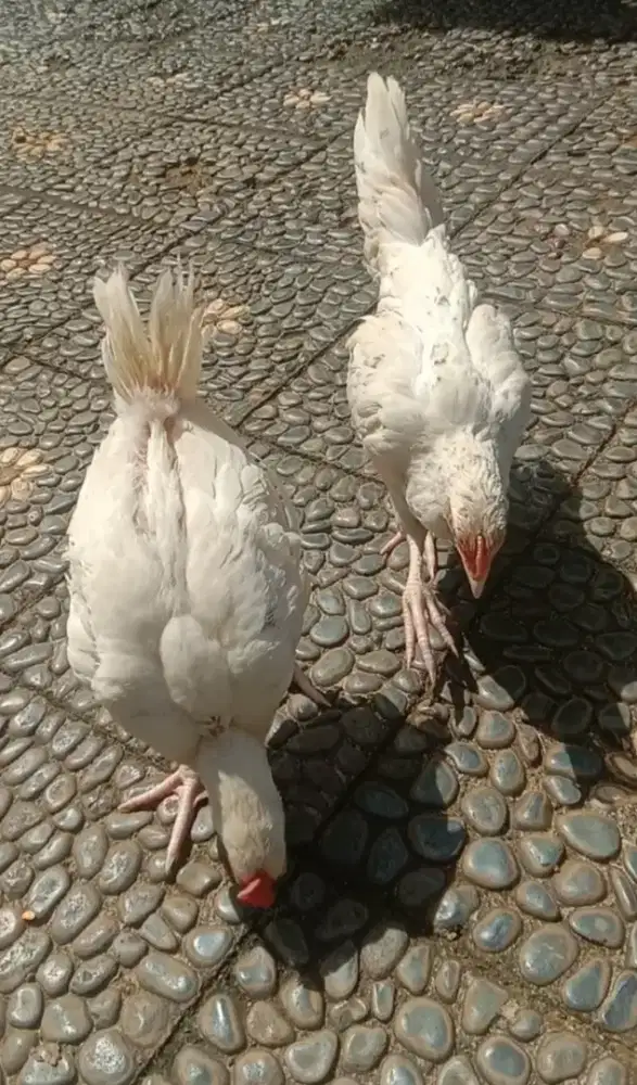 Sepasang Ayam Pelung Putih