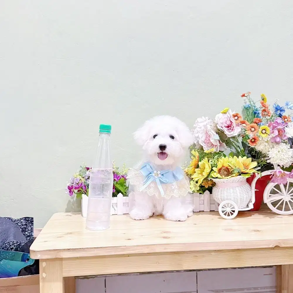 Super kecil korean mini bichon male bloodline import korea bkn poodle