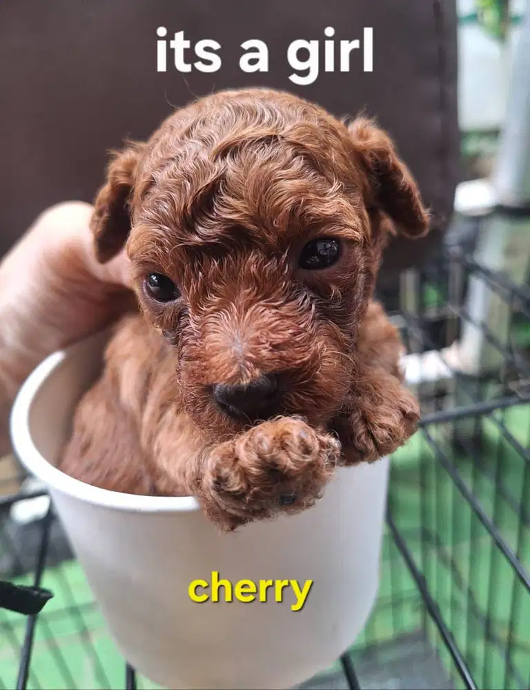 Open addopt toy poodle (kecil)