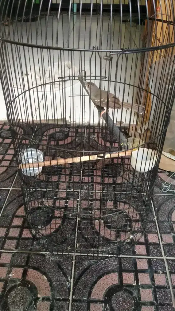 Ciblek semi rawatan voertotal