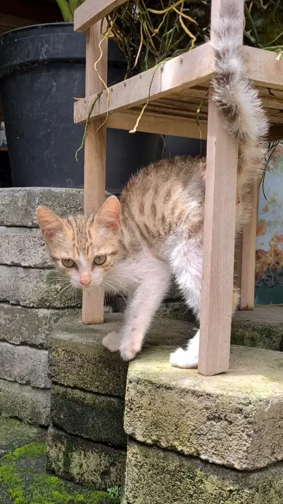 Anakan Kucing Mixdom Betina