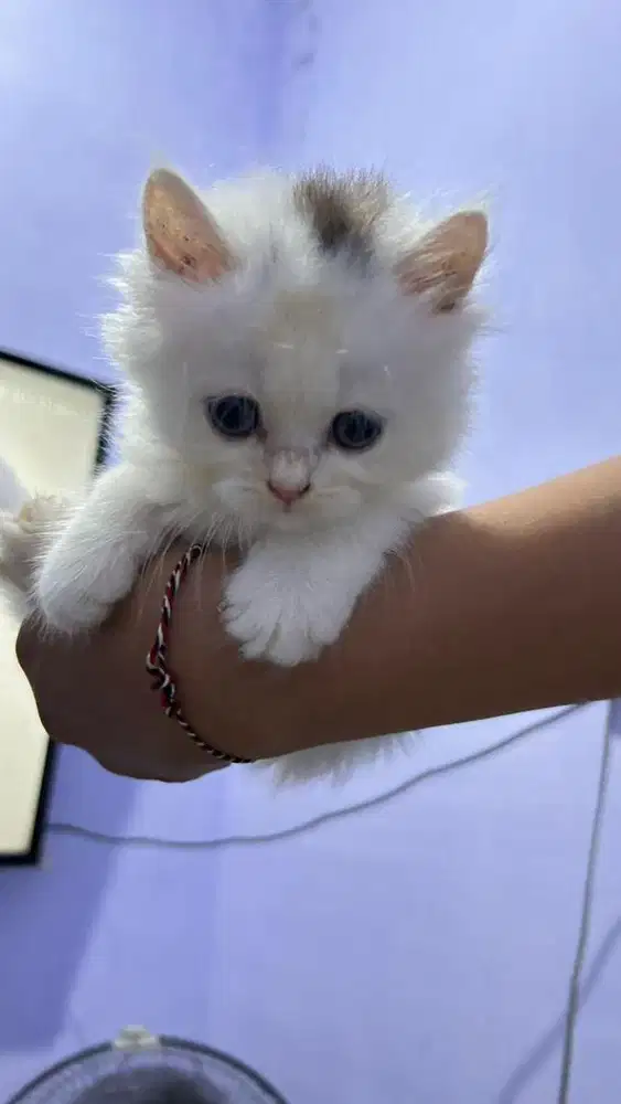 Dijual anak kucing bsh mix anggora