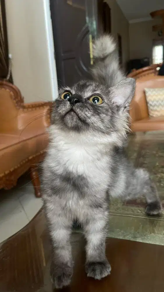 adop kucing kitten betina