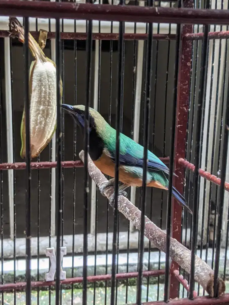 Burung Cucak cungkok