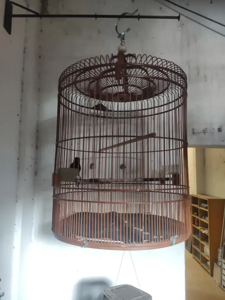 Jual Murai Batu Medan