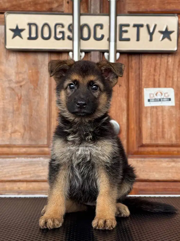 German Shepherd, Anjing Cerdas dan Setia, Siap Menemani Anda!