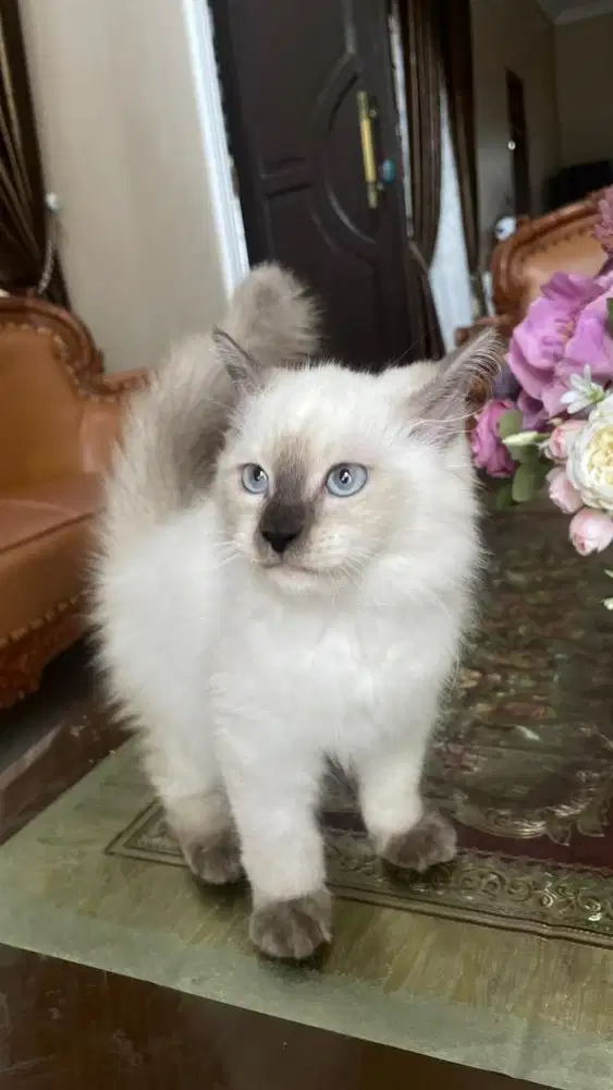 open adop kucing himalaya jantan 3 bulan