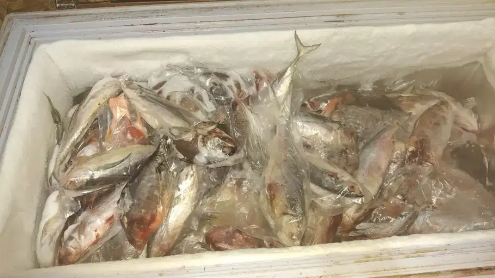 ikan tongkol,bawal,nila,kembung,baronang,ekor kuning kakap merah,