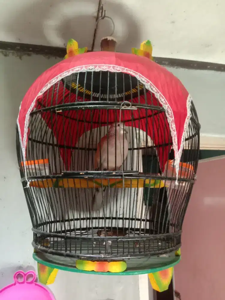 Burung Silangan Gacor,  Tekukur dan puter pelung, Fulset fre ongkir