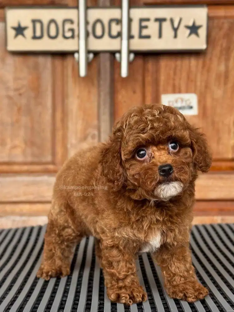 Poodle Puppy Menggemaskan, Penuh Energi dan Kasih!