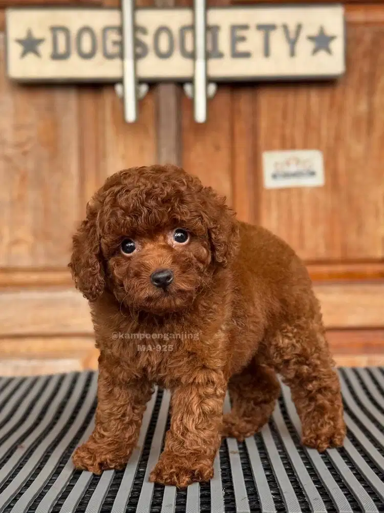Poodle, Si Manis dengan Bulu Keriting Lembut!