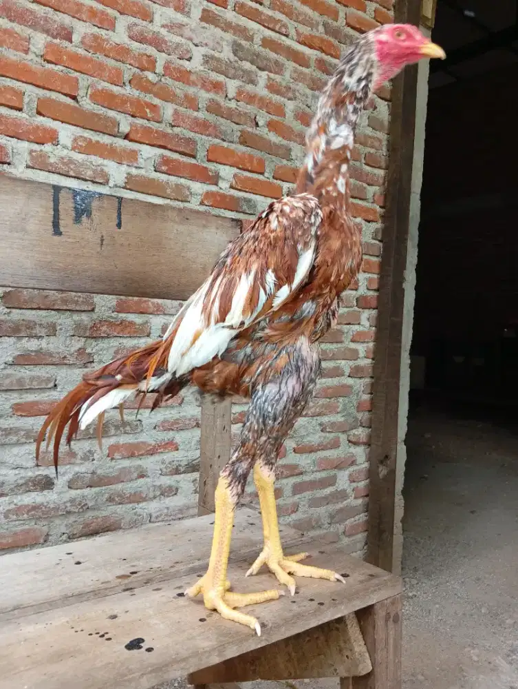 Ayam jantan bk x pakoy