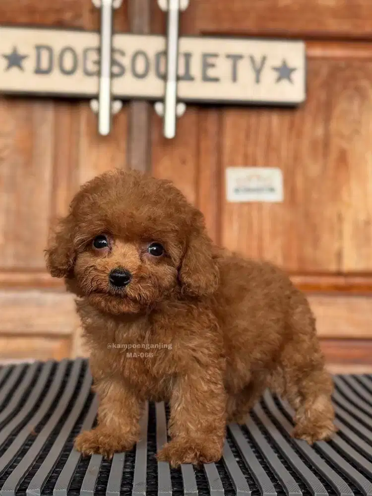 Puppy Poodle, Lucu dan Lembut, Siap Jadi Sahabat Anda!