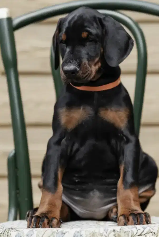 Anjing Doberman