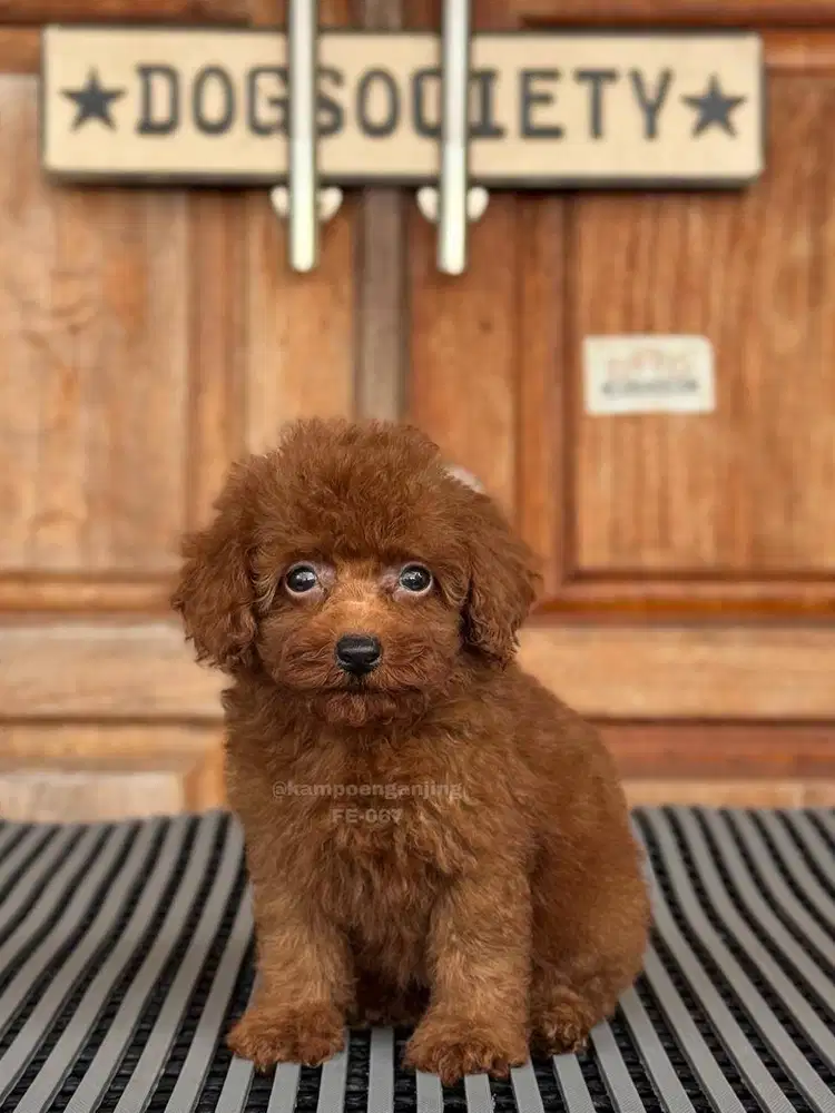 Poodle, Anjing Cerdas dan Menggemaskan!
