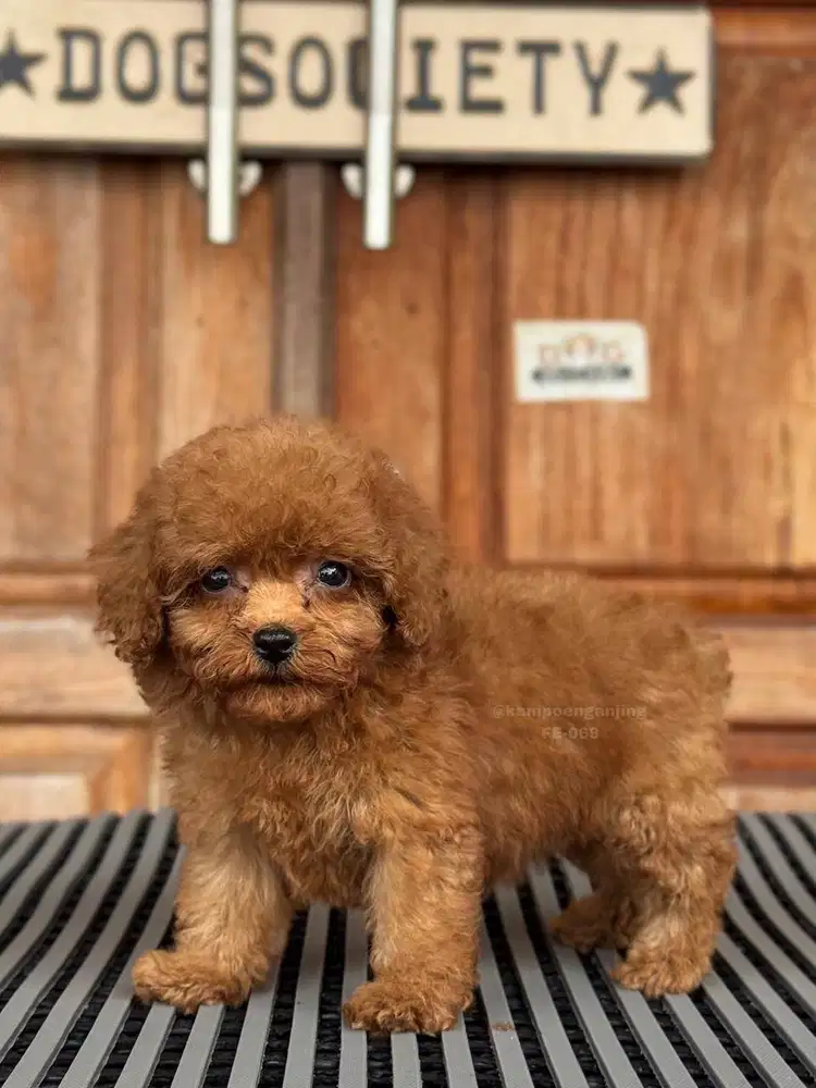 Poodle Puppy Lucu, Si Kecil Penuh Energi!