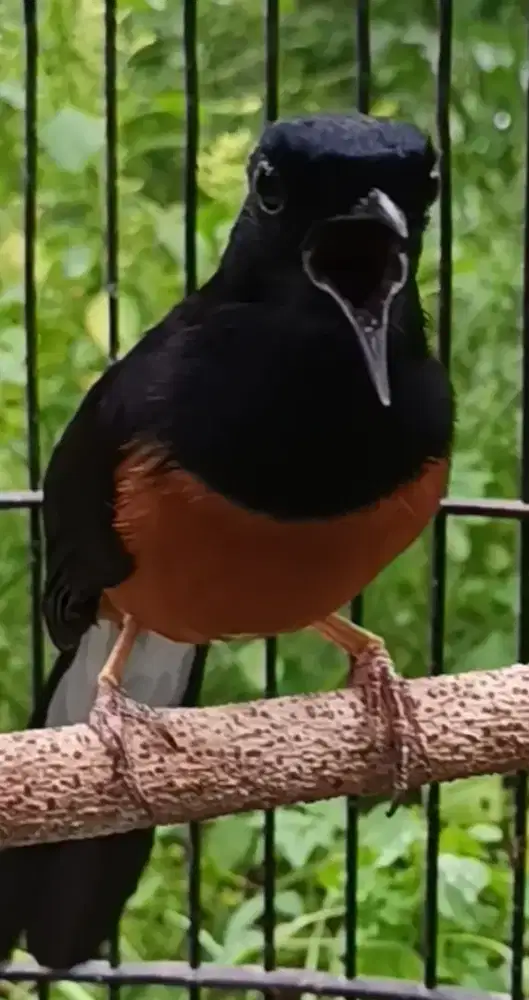 Murai hutan prestasi