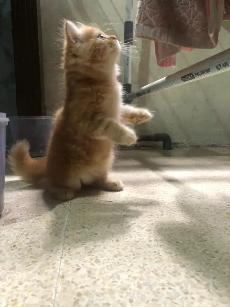 Kucing persia imut dan lucu