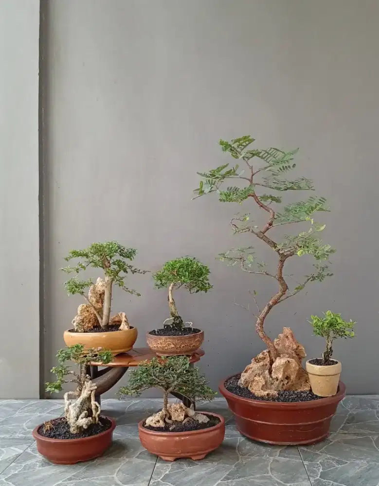 Bonsai hias mini cantik ada 6 pot