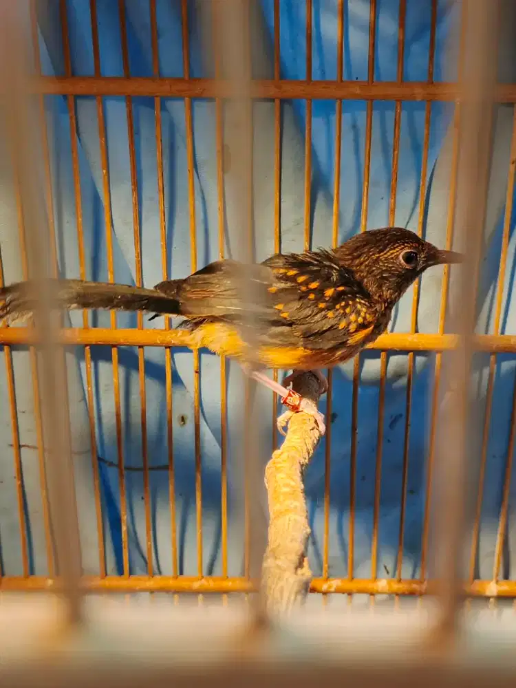 Trotol murai batu jantan, induk jtn 22 cm x btn 19 cm, jtn prestasi