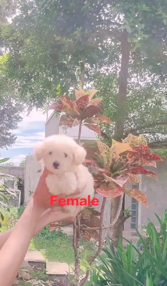 Apricot Toy Poodle Male & Female