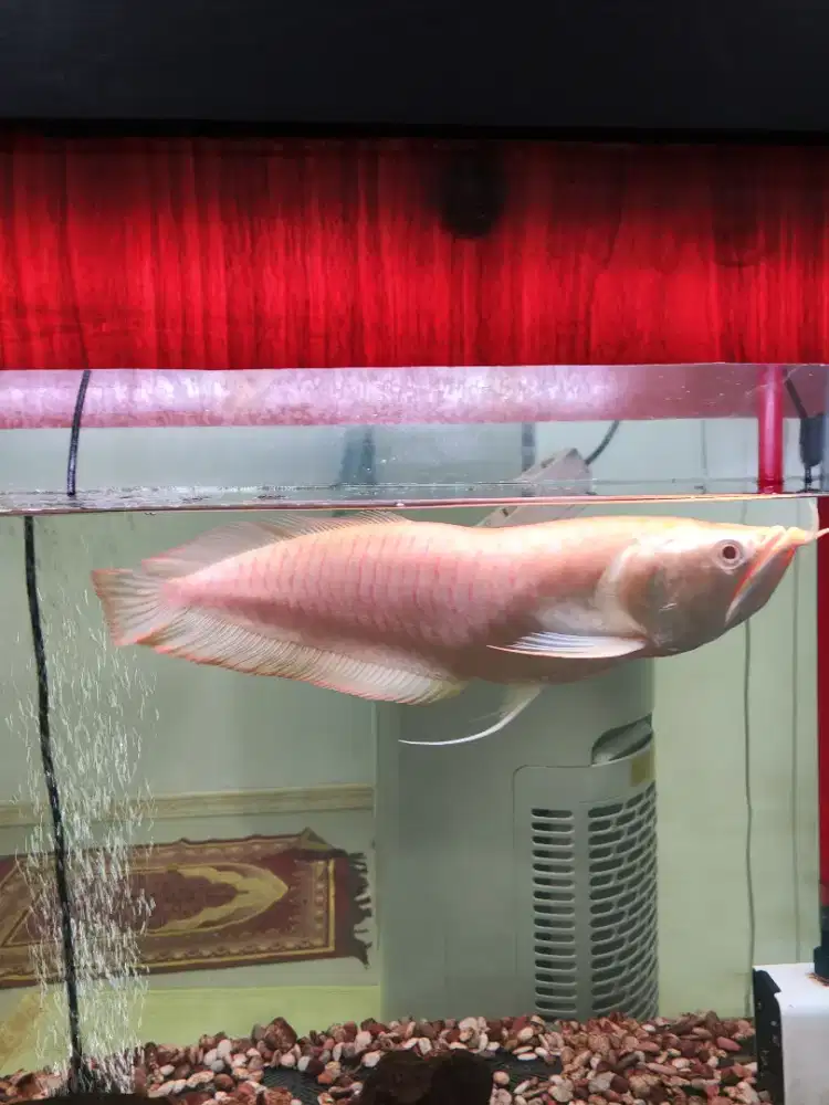 Arwana Albino Bengkok