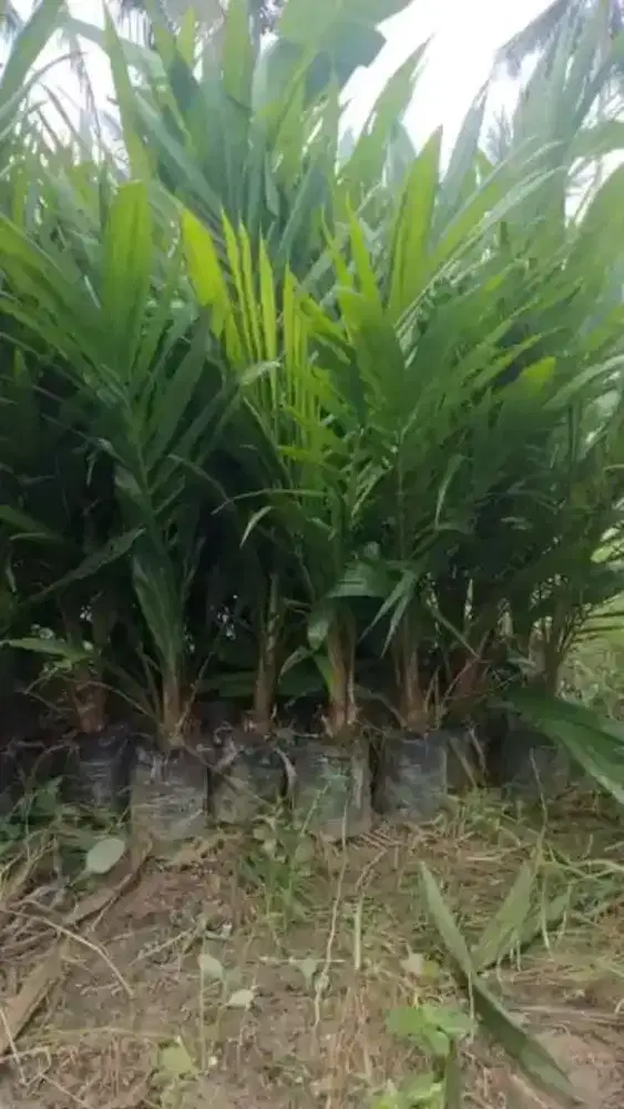 Dibutuhkan segera Pemayet Gaun Berpengalaman