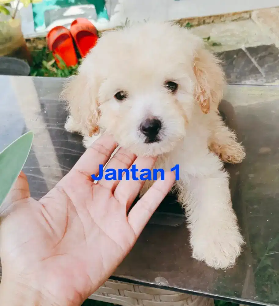 Apricot Toy Poodle Pure Breed ( Male & Female )