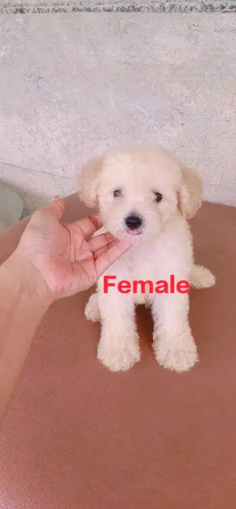 Apricot Toy Poodle Female & Male ( Usia 2 bln )