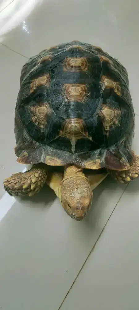 Kura Kura Sulcata