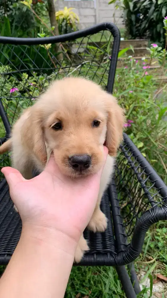 Golden Retriever Female Usia 2.5 bln ( STB Vaksin )