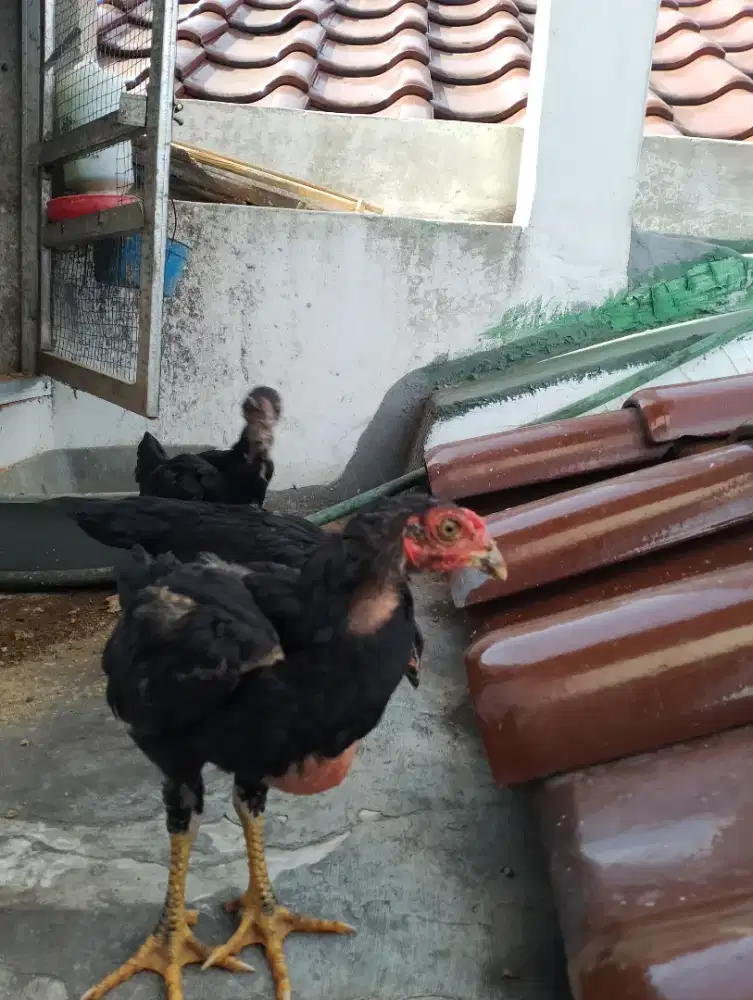Anak Ayam Bangkok borongan