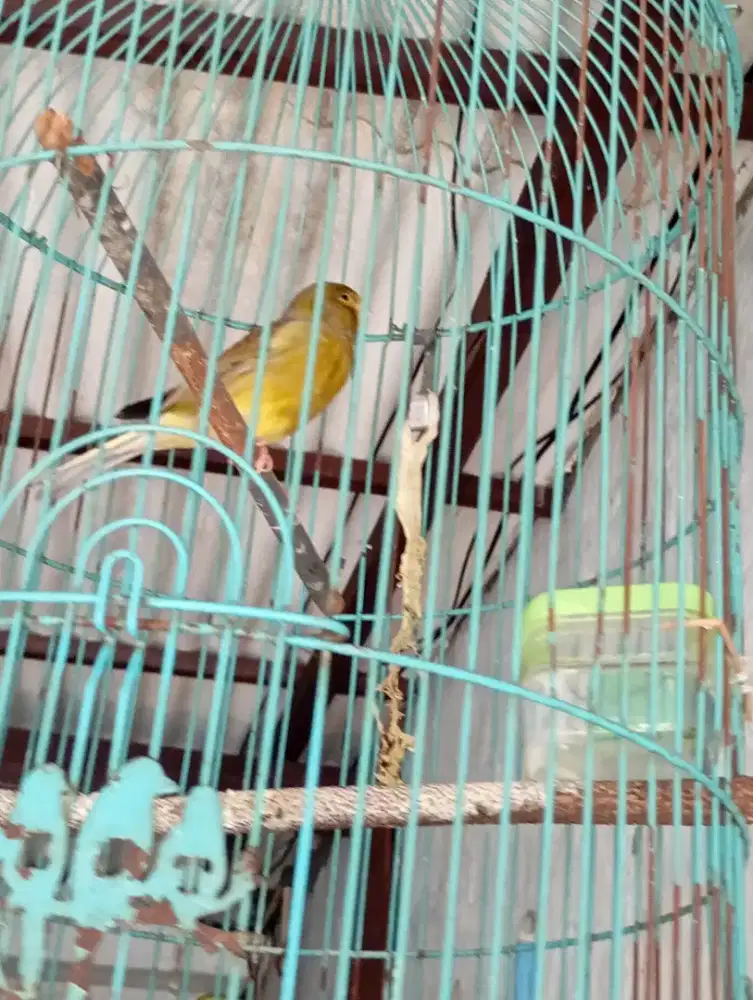 JUAL BURUNG KENARI GACOR