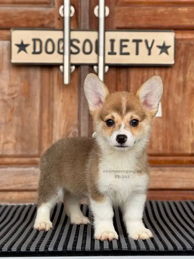 Corgi, Puppy Lucu dan Lincah Siap Menemani Anda!