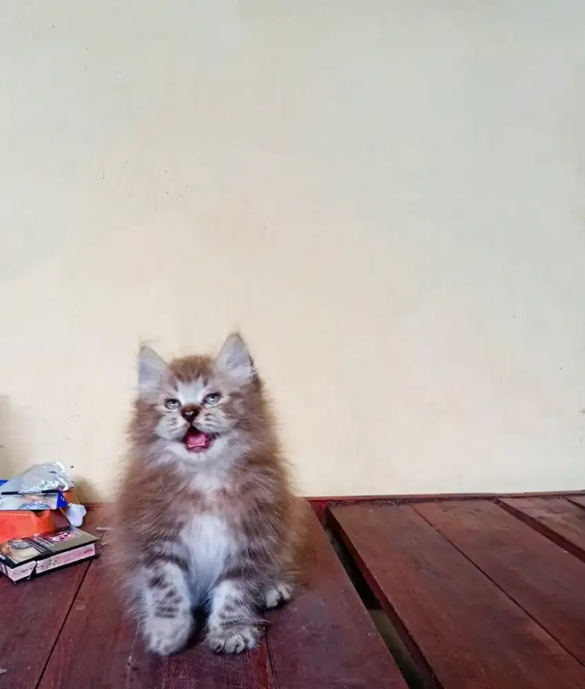 Kucing coklat  persia Himalaya