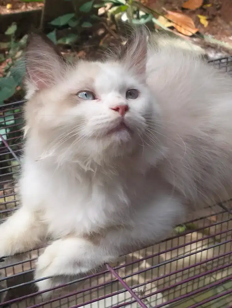Kucing ragdoll himalaya persia jantan
