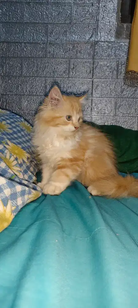Kitten kucing persia