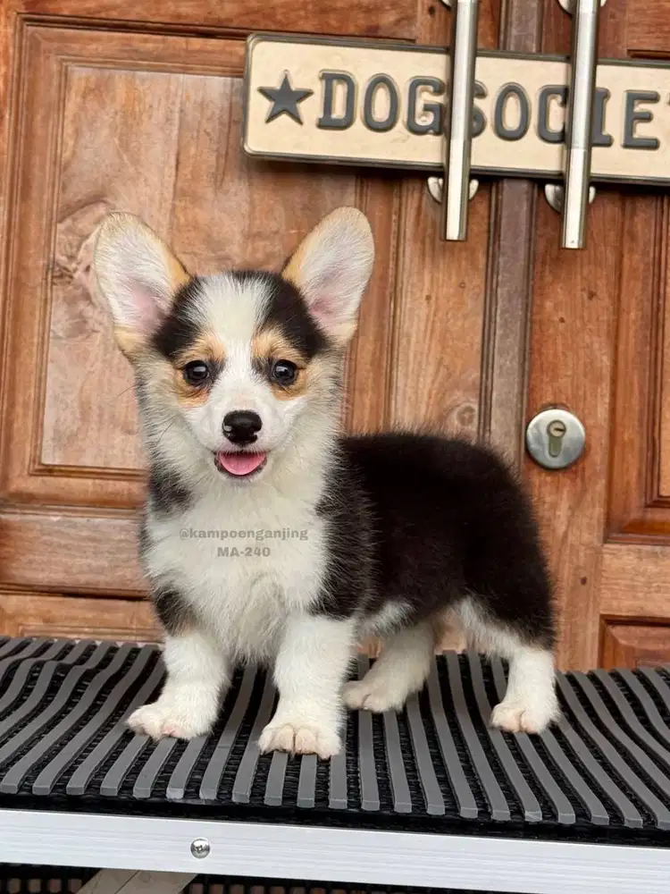 Corgi Puppy Menggemaskan, Teman Setia untuk Keluarga Anda!