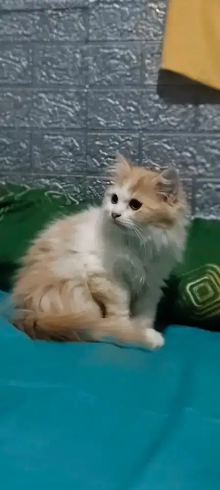 Kitten kucing persia